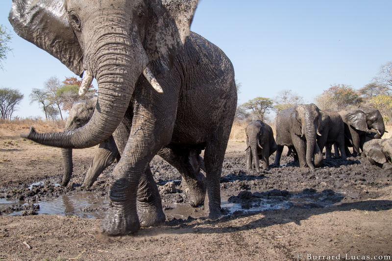 Credit: Will Burrard-Lucas/WWF-US.